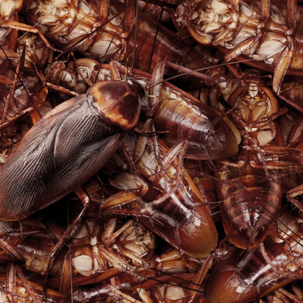 Οι «κατσαρίδες» της Wall Street και ο φόβος της εισβολής τους στην&hellip;