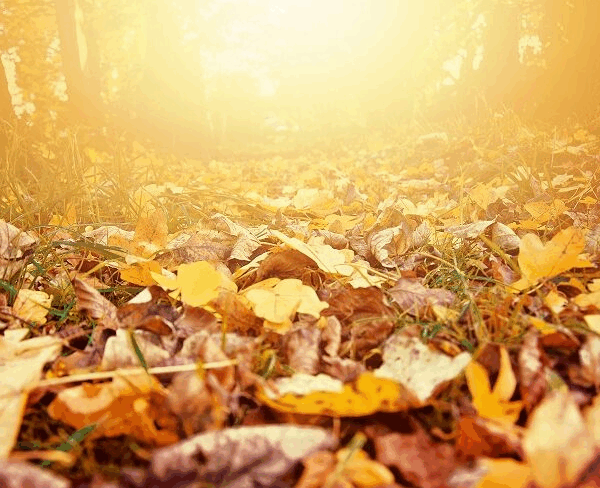 Χαράλαμπος Γώγος / Όταν πέφτουν τα φύλλα… ανεβαίνουν οι ιώσεις!