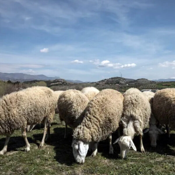 Ευλογιά αιγοπροβάτων – ΕΕ: Κάντε το εμβόλιο – Αθήνα: «Αυτά είναι παραμύθια»