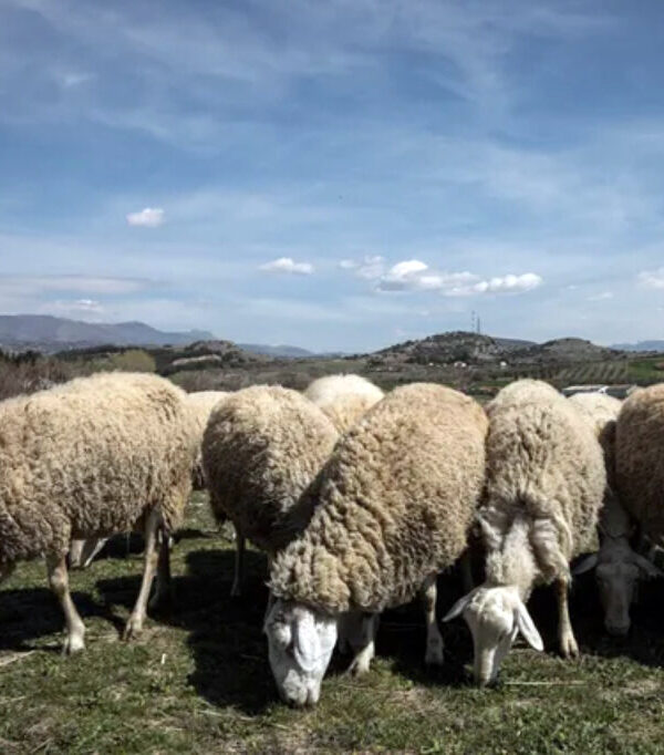 Ευλογιά αιγοπροβάτων – ΕΕ: Κάντε το εμβόλιο – Αθήνα: «Αυτά είναι παραμύθια»