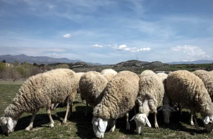 Ευλογιά αιγοπροβάτων – ΕΕ: Κάντε το εμβόλιο – Αθήνα: «Αυτά είναι παραμύθια»