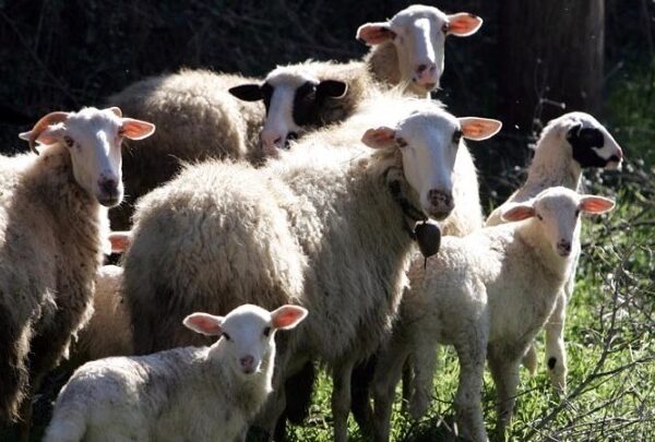 Σε επιφυλακή η κυβέρνηση για την ευλογιά των αιγοπροβάτων: Εντατικοί έλεγχοι και&hellip;