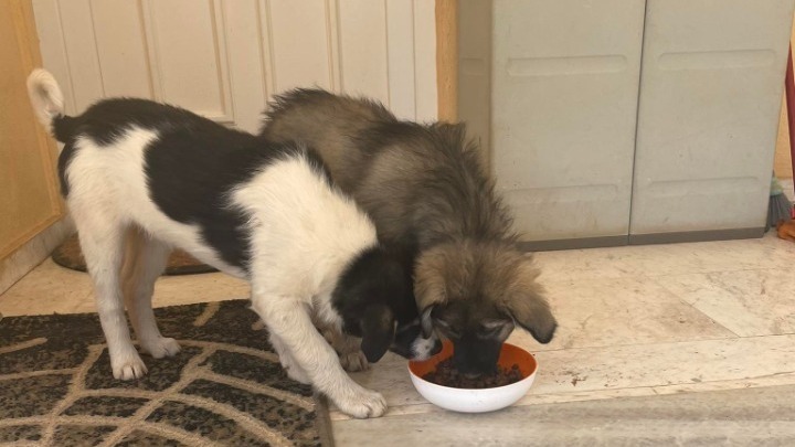 Προστατεύοντας τα ζώα, προστατεύουμε τους ανθρώπους