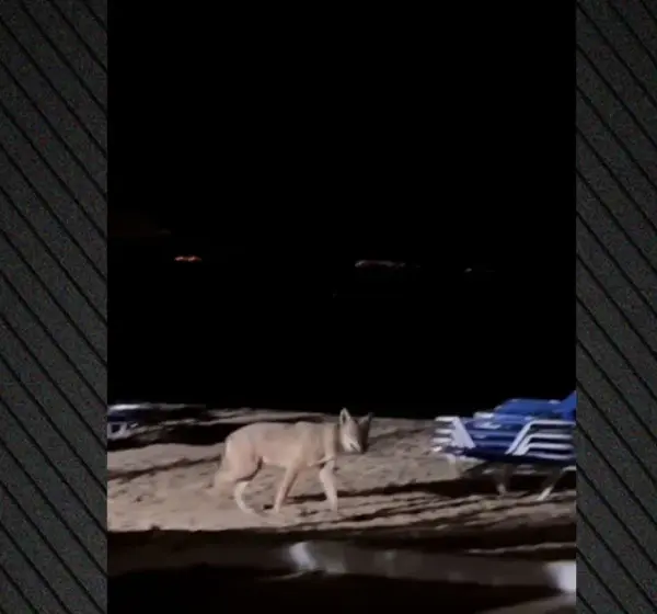 Χωρίς παγίδες και με αναισθητικό όπλο η επιχείρηση σύλληψης του λύκου στον&hellip;