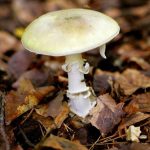 Φαλλοειδής αμανίτης: Τι ξέρουμε για το πιο δημητηριώδες μανιτάρι – Οι τρεις βασικοί κανόνες για να μην δηλητηριαστούμε