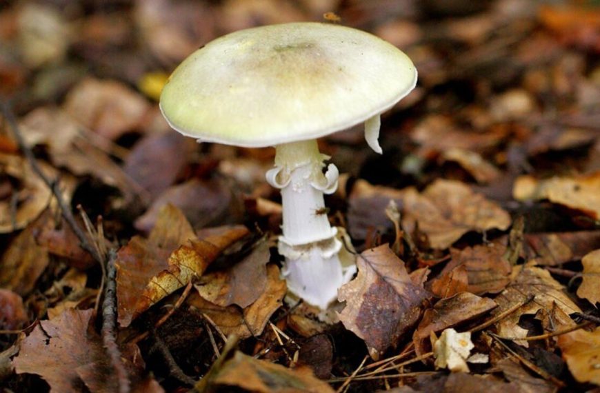 Φαλλοειδής αμανίτης: Τι ξέρουμε για το πιο δημητηριώδες μανιτάρι – Οι τρεις&hellip;