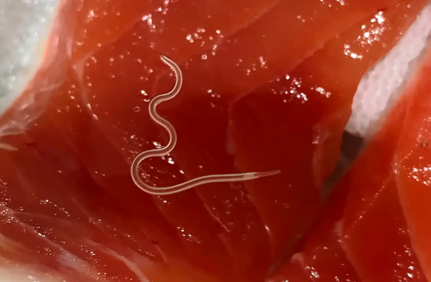 Σοβαρή δηλητηρίαση από σούσι σε 22χρονο στη Θεσσαλονίκη – Τι είναι το Anisakis