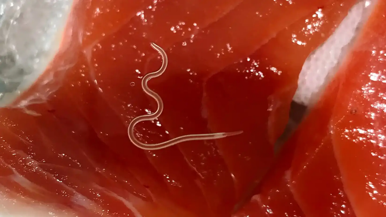 Σοβαρή δηλητηρίαση από σούσι σε 22χρονο στη Θεσσαλονίκη – Τι είναι το Anisakis