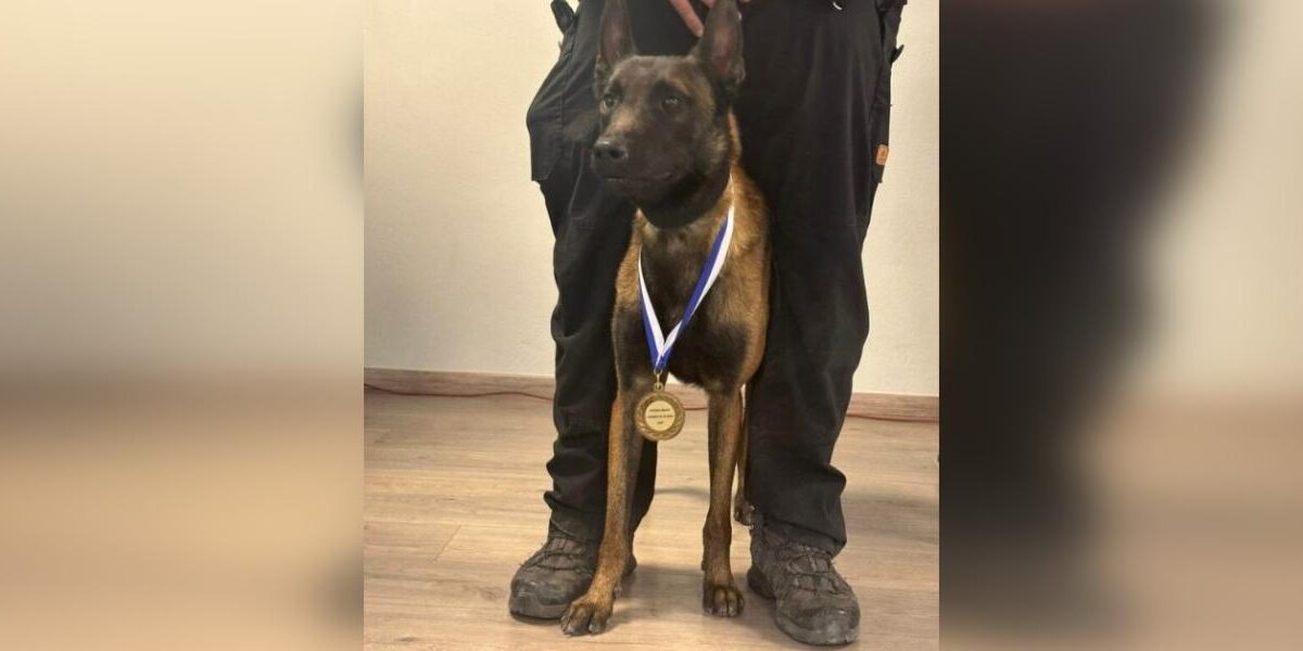 Σκότωσαν τον Echo, τον σκύλο που συμμετείχε στις έρευνες για τα Τέμπη