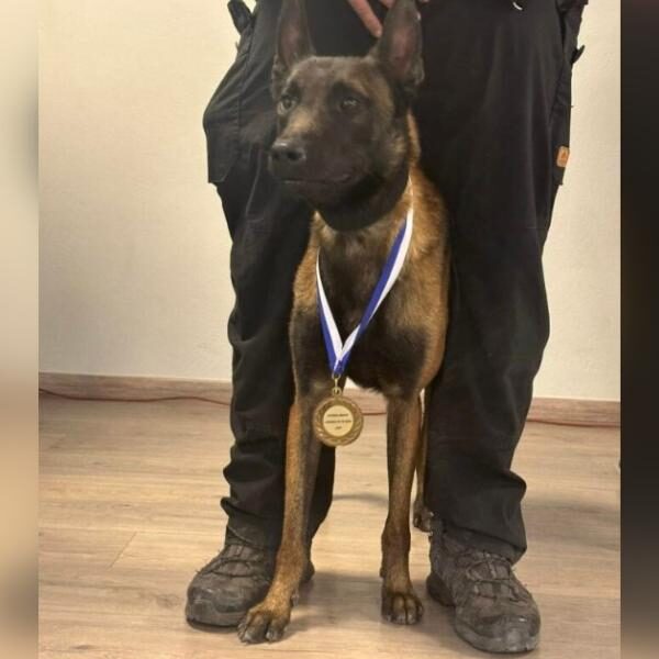 Σκότωσαν τον Echo, τον σκύλο που συμμετείχε στις έρευνες για τα Τέμπη