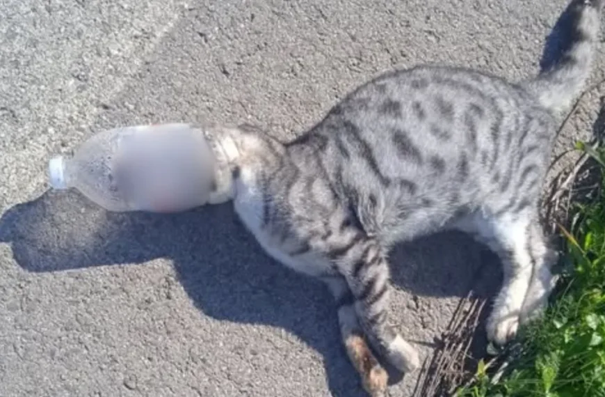 Σοκ στην Ηλεία από δύο περιστατικά κακοποίησης ζώων: Γάτες βρέθηκαν με το κεφάλι σφηνωμένο σε πλαστικά μπουκάλια
