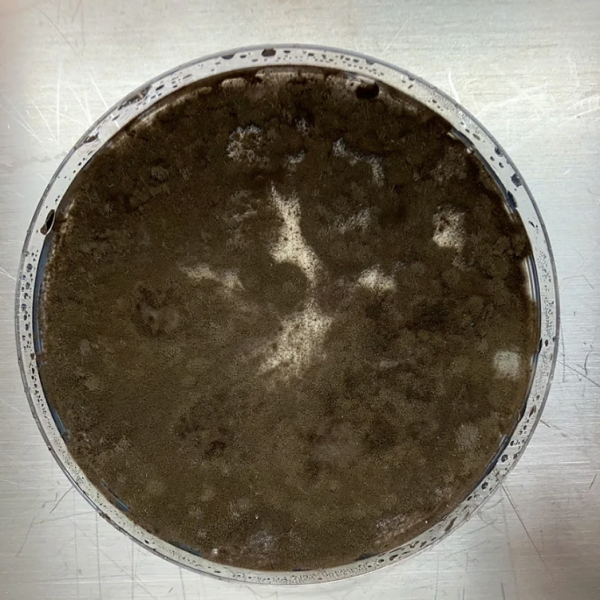 Η μούχλα του Τσερνόμπιλ που «τρέφεται» με ραδιενέργεια