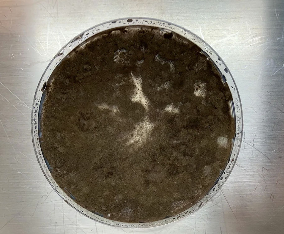 Η μούχλα του Τσερνόμπιλ που «τρέφεται» με ραδιενέργεια