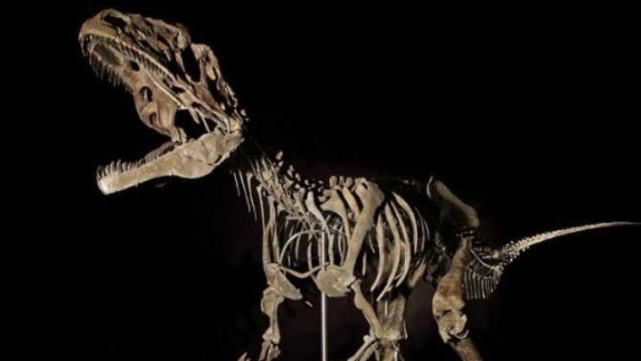 Κατάσχεσαν δεινόσαυρους! Η απίθανη υπόθεση «μαύρου χρήματος» με…