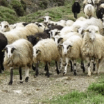Πώς προστατεύεται η ελληνική κτηνοτροφία από τις ζωονόσους