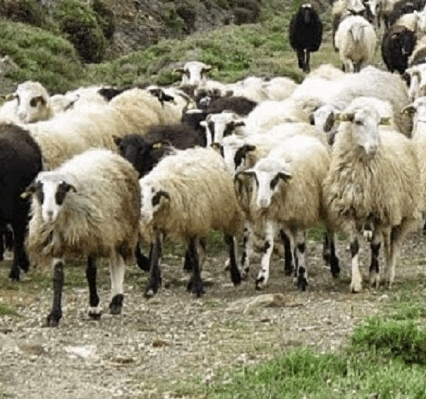 Πώς προστατεύεται η ελληνική κτηνοτροφία από τις ζωονόσους