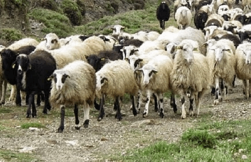 Πώς προστατεύεται η ελληνική κτηνοτροφία από τις ζωονόσους