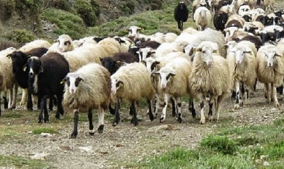 Πώς προστατεύεται η ελληνική κτηνοτροφία από τις ζωονόσους