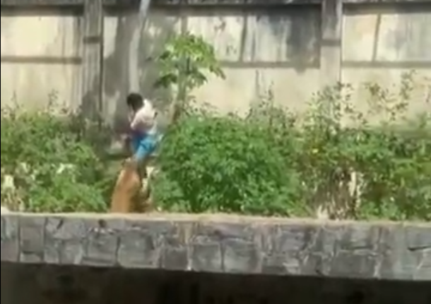 Λέαινα κατασπάραξε 19χρονο σε ζωολογικό κήπο στη Βραζιλία