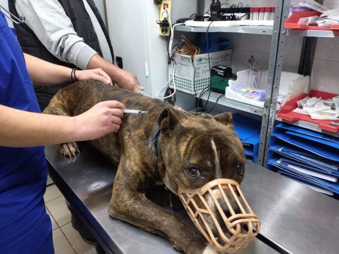 Στο ΔΙΚΕΠΑΖ ο σκύλος της τραγωδίας στη Ζάκυνθο – Υπό αυστηρή παρακολούθηση μετά τον θάνατο του 2χρονου παιδιού