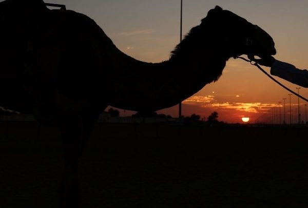 Η Βρετανίδα που περπάτησε ολόκληρη τη Σαουδική Αραβία μαζί με τις καμήλες της