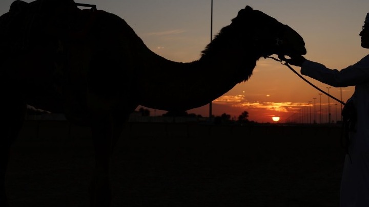 Η Βρετανίδα που περπάτησε ολόκληρη τη Σαουδική Αραβία μαζί με τις καμήλες της