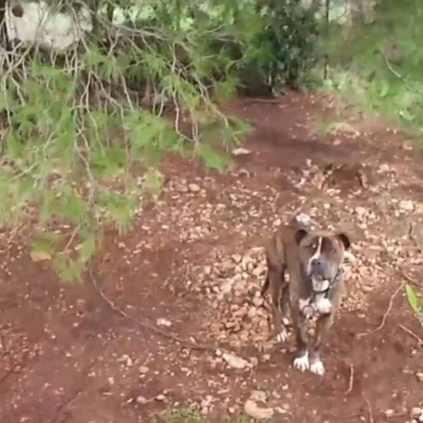 Ζάκυνθος: Συγκλονισμένη η κοινωνία μετά τον θάνατο του 2χρονου Λίο από επίθεση&hellip;