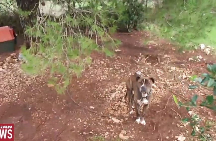 Ζάκυνθος: Συγκλονισμένη η κοινωνία μετά τον θάνατο του 2χρονου Λίο από επίθεση πίτμπουλ – Μαρτυρία-σοκ από τη μητέρα του παιδιού