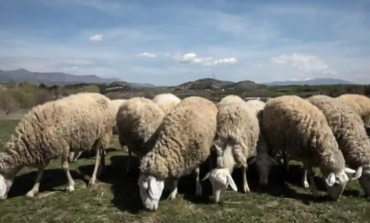 Δέκα ερωτήματα για την ευλογιά των αιγοπροβάτων