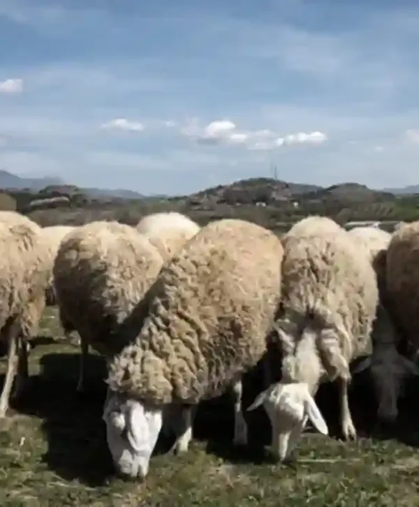 Δέκα ερωτήματα για την ευλογιά των αιγοπροβάτων