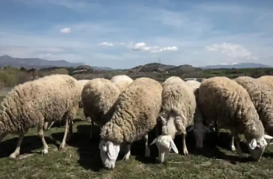 Δέκα ερωτήματα για την ευλογιά των αιγοπροβάτων