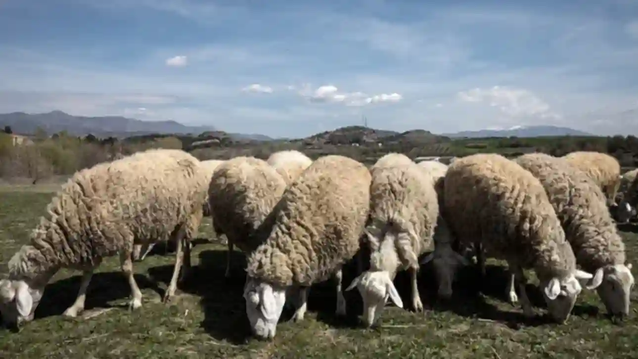 Δέκα ερωτήματα για την ευλογιά των αιγοπροβάτων