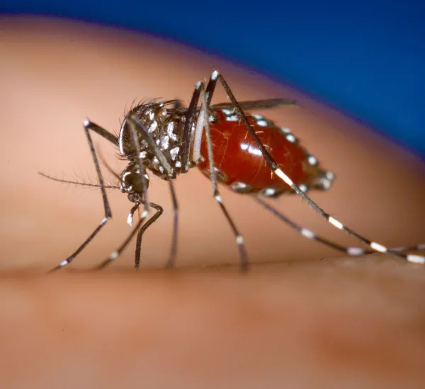 Chikungunya: Η τροπική νόσος που «εισβάλλει» στην Ευρώπη λόγω κλιματικής κρίσης