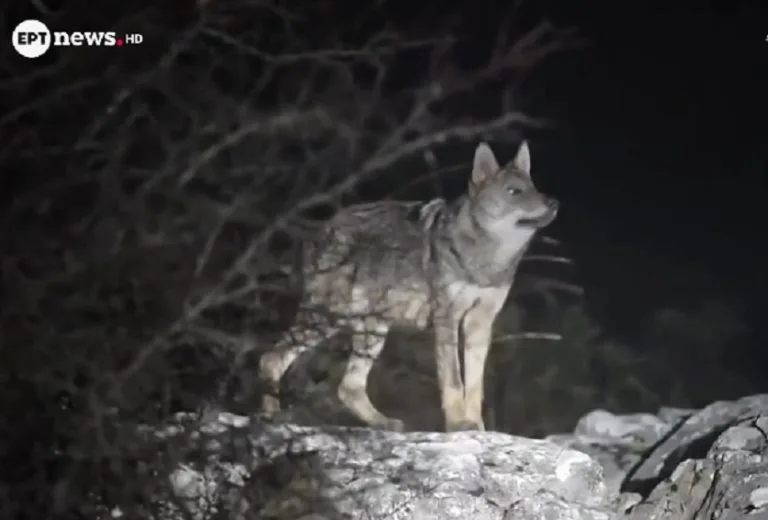 Επίθεση λύκου σε περιπατητή στην Πάρνηθα: «Με δάγκωσε και με ακολούθησε για 500 μέτρα»