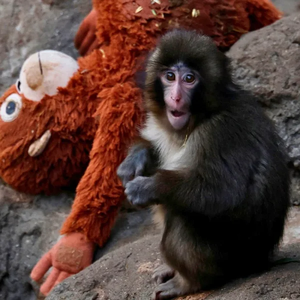 Ο μακάκος με το λούτρινο: Πώς ο μικρός&hellip;