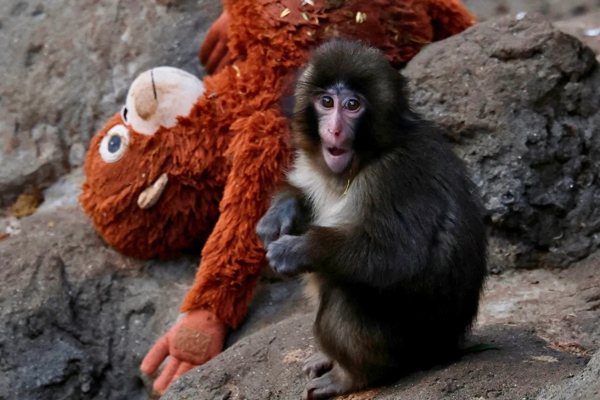 Ο μακάκος με το λούτρινο: Πώς ο μικρός Punch έγινε παγκόσμιο σύμβολο τρυφερότητας