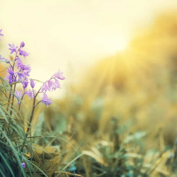 Image by jplenio on Pixabay