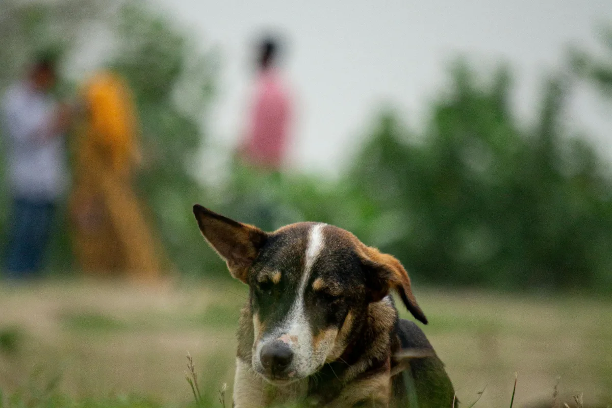 Photo by Ratul Saha on Pexels