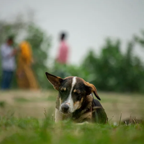 Photo by Ratul Saha on Pexels
