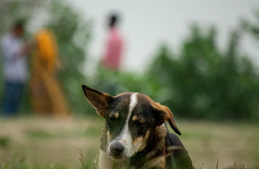 Photo by Ratul Saha on Pexels