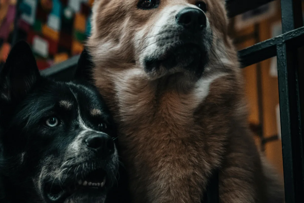 Photo by Oguz Kagan Cevik on Pexels