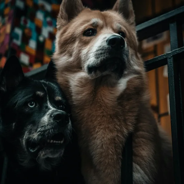 Photo by Oguz Kagan Cevik on Pexels