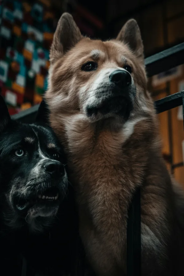 Photo by Oguz Kagan Cevik on Pexels