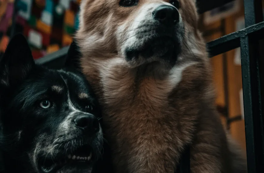 Photo by Oguz Kagan Cevik on Pexels