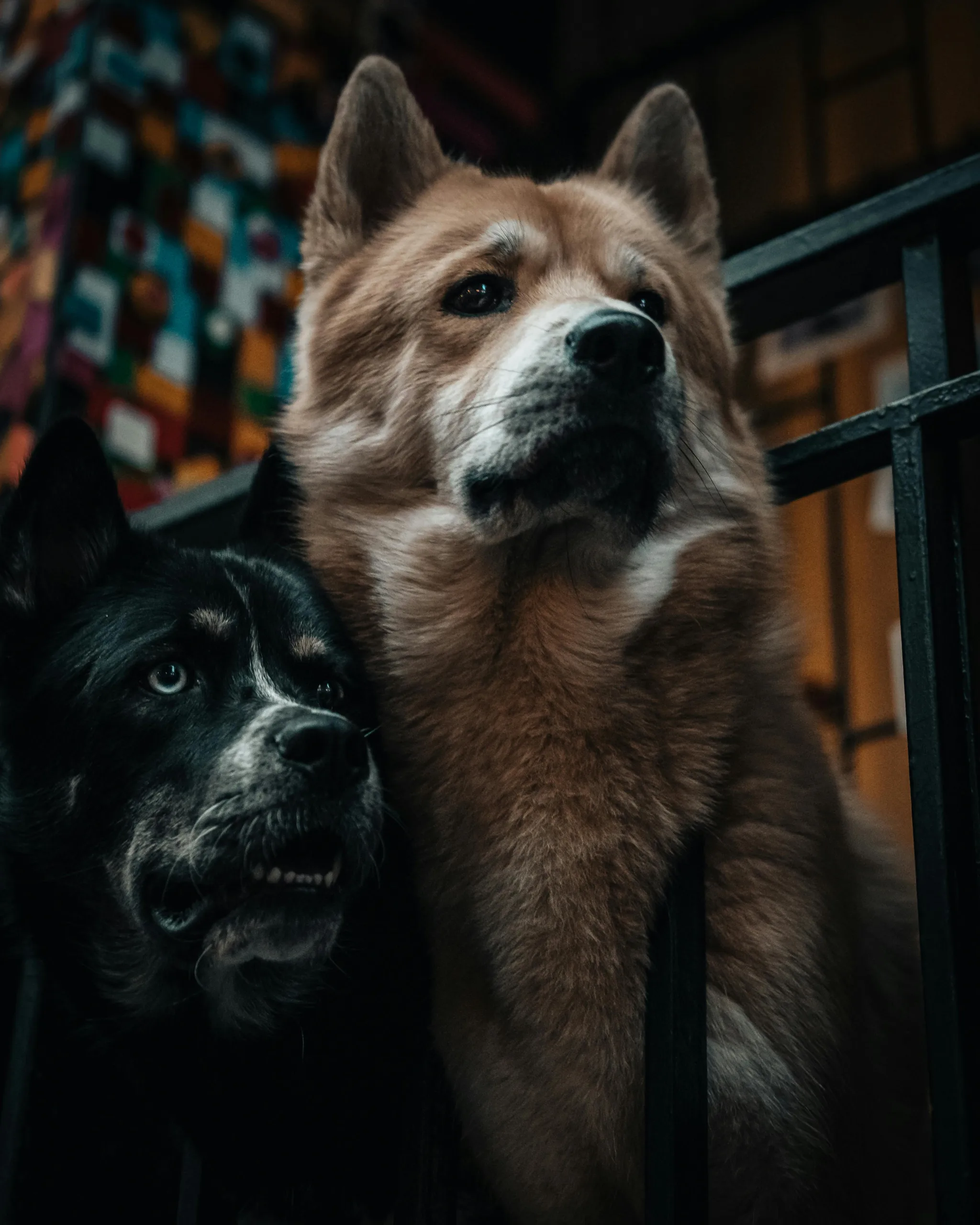 Photo by Oguz Kagan Cevik on Pexels