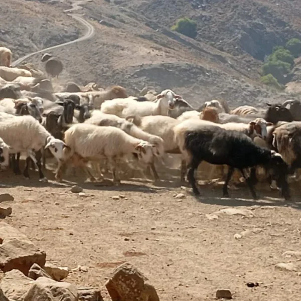 ΥΠΑΑΤ: 76 κρούσματα αφθώδους πυρετού σε 116 εκτροφές της Λέσβου