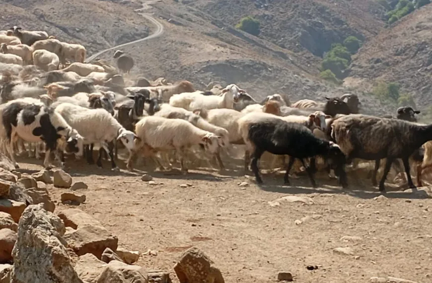 ΥΠΑΑΤ: 76 κρούσματα αφθώδους πυρετού σε 116 εκτροφές της Λέσβου