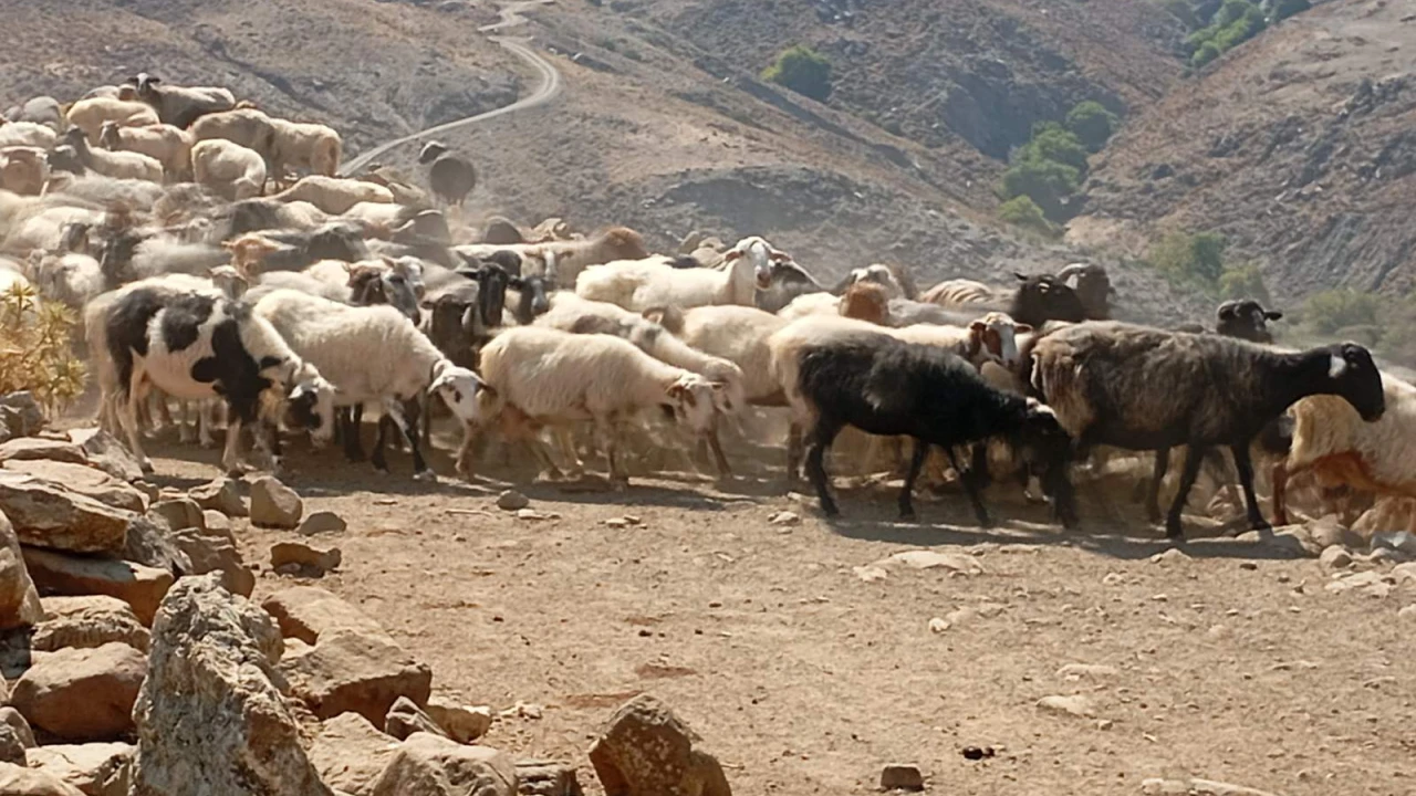 ΥΠΑΑΤ: 76 κρούσματα αφθώδους πυρετού σε 116 εκτροφές της Λέσβου
