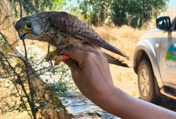 Το «δαχτυλίδι της ζωής» για τους μικρούς φτερωτούς&hellip;