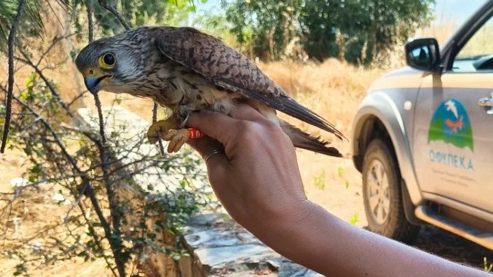 Το «δαχτυλίδι της ζωής» για τους μικρούς φτερωτούς κατοίκους της Ελλάδας